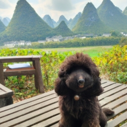 桂林景区让带狗吗(拥有绝美的山水风光，桂林素有“山水甲天下”的美誉。而作为旅游胜地，大家都知道要遵守