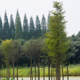 上海周边二日自驾游(上海周边二日自驾游指南)