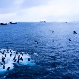 南极旅游跟团(南极旅游团，探索极地不可错过的旅程)