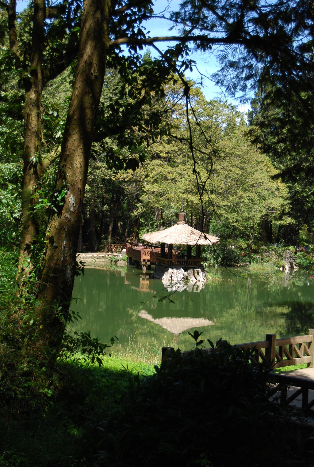 阿里山攻略(阿里山门票价格)