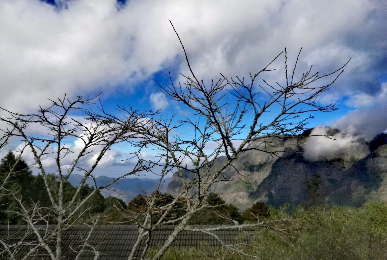 阿里山攻略(阿里山门票价格)