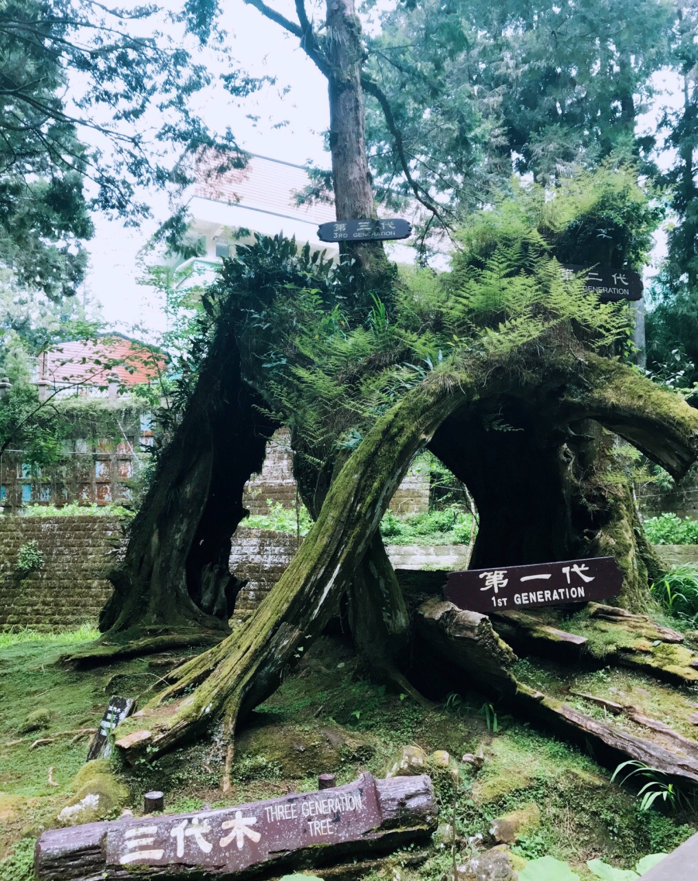 阿里山旅游攻略(阿里山旅游攻略一日游)