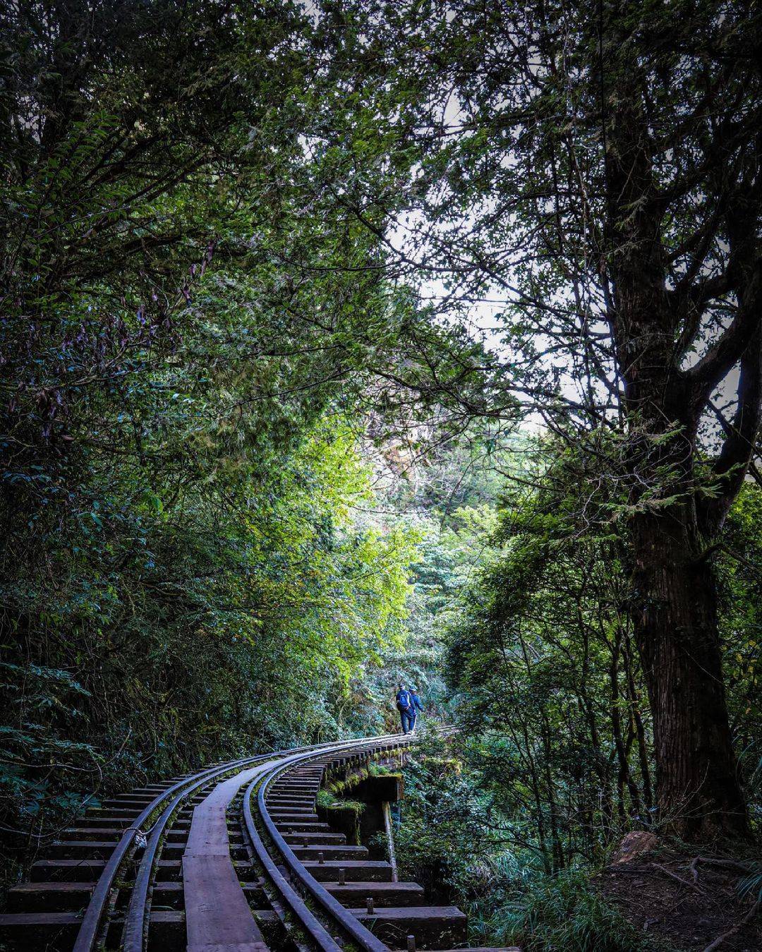 阿里山旅游攻略(阿里山旅游攻略一日游)