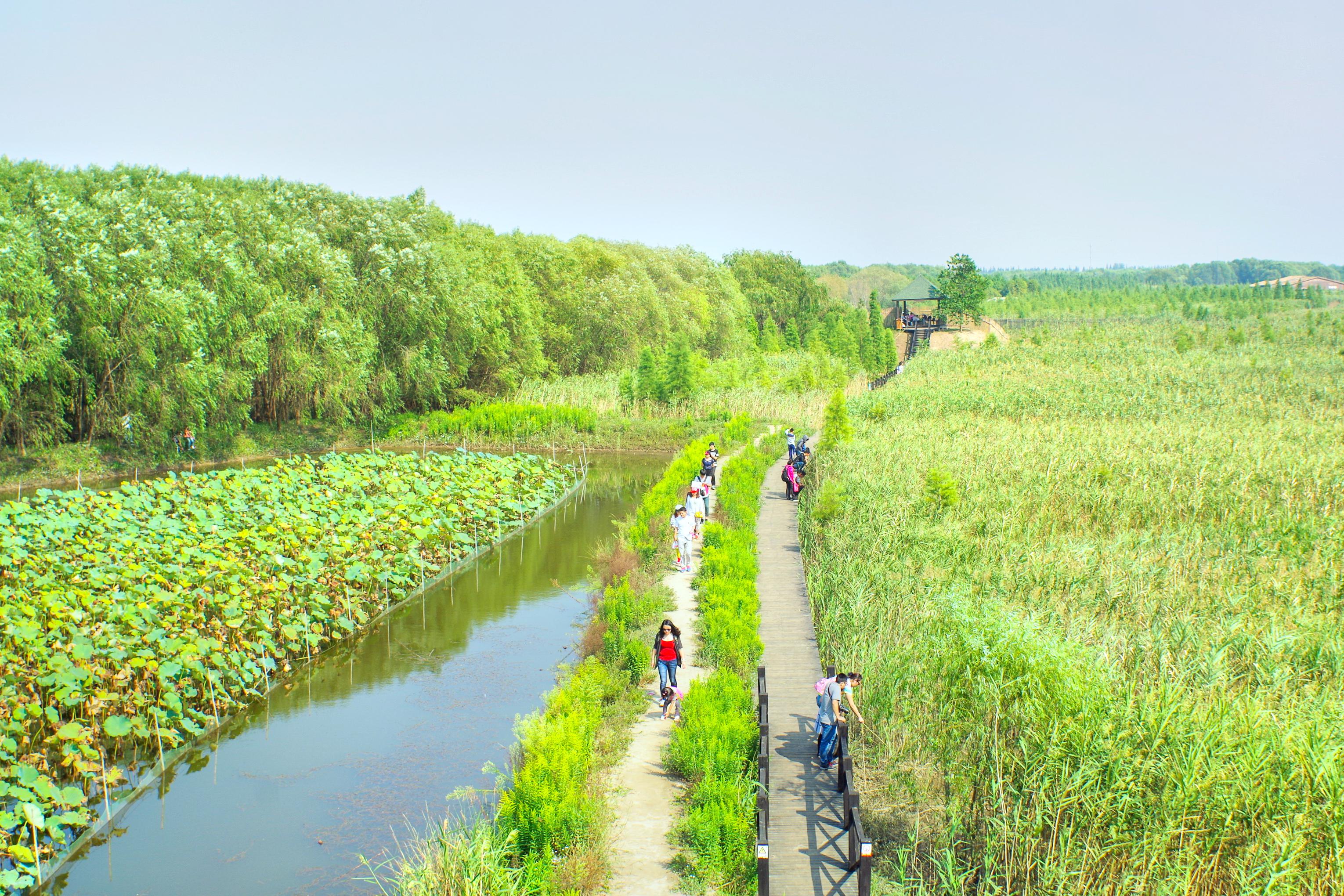 崇明岛旅游攻略(崇明岛十大旅游景点)