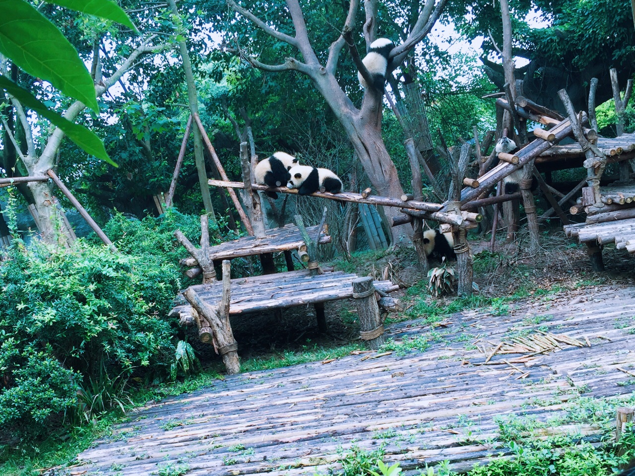 成都大熊猫博物馆(成都大熊猫基地一日游)