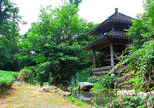 杭州龙井问茶(杭州龙井问茶真的村委么)