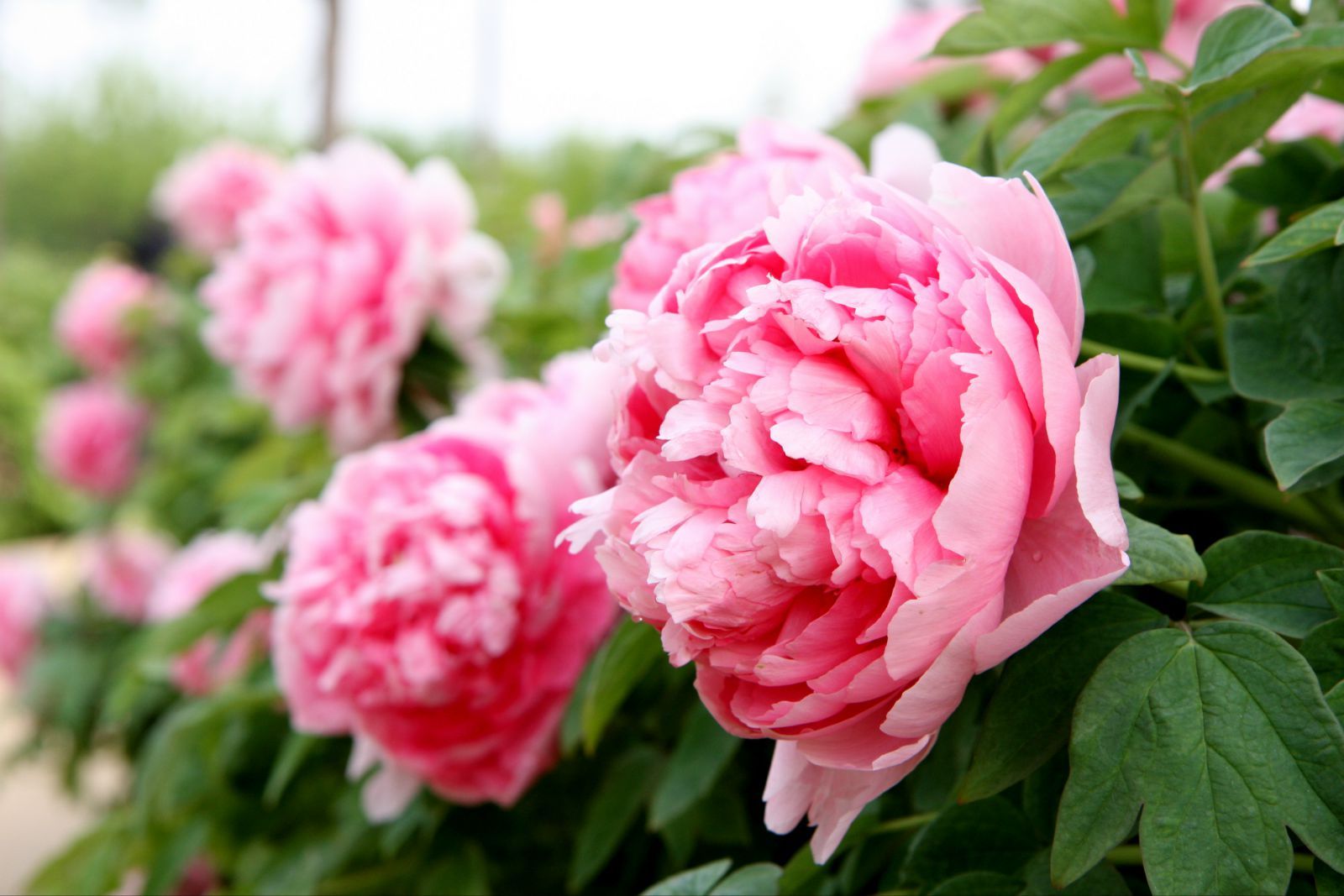 菏泽牡丹花会时间(菏泽牡丹花会几号开始)