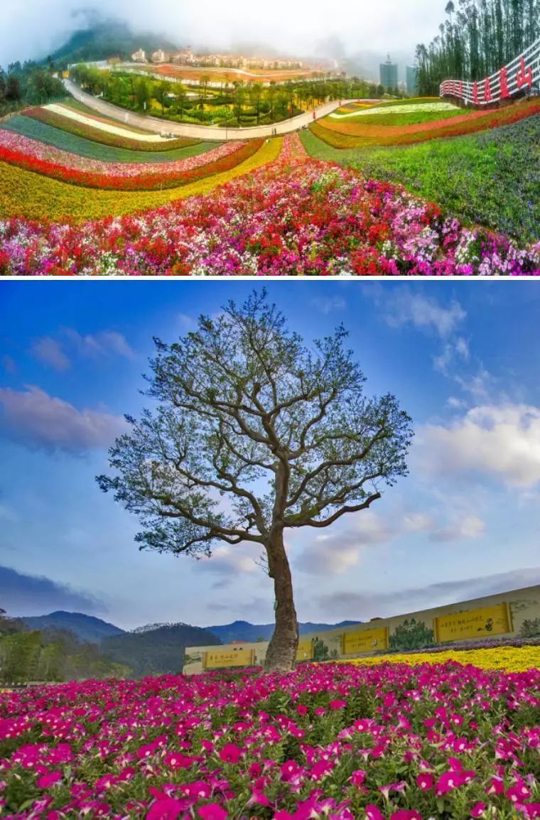 十里蓝山花海(十里蓝山花海门票多少)