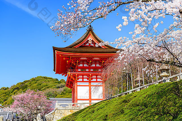 京都清水寺(京都清水寺樱花)