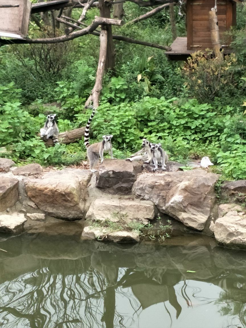 南京红山动物园门票(南京红山动物园门票可以现场买吗)