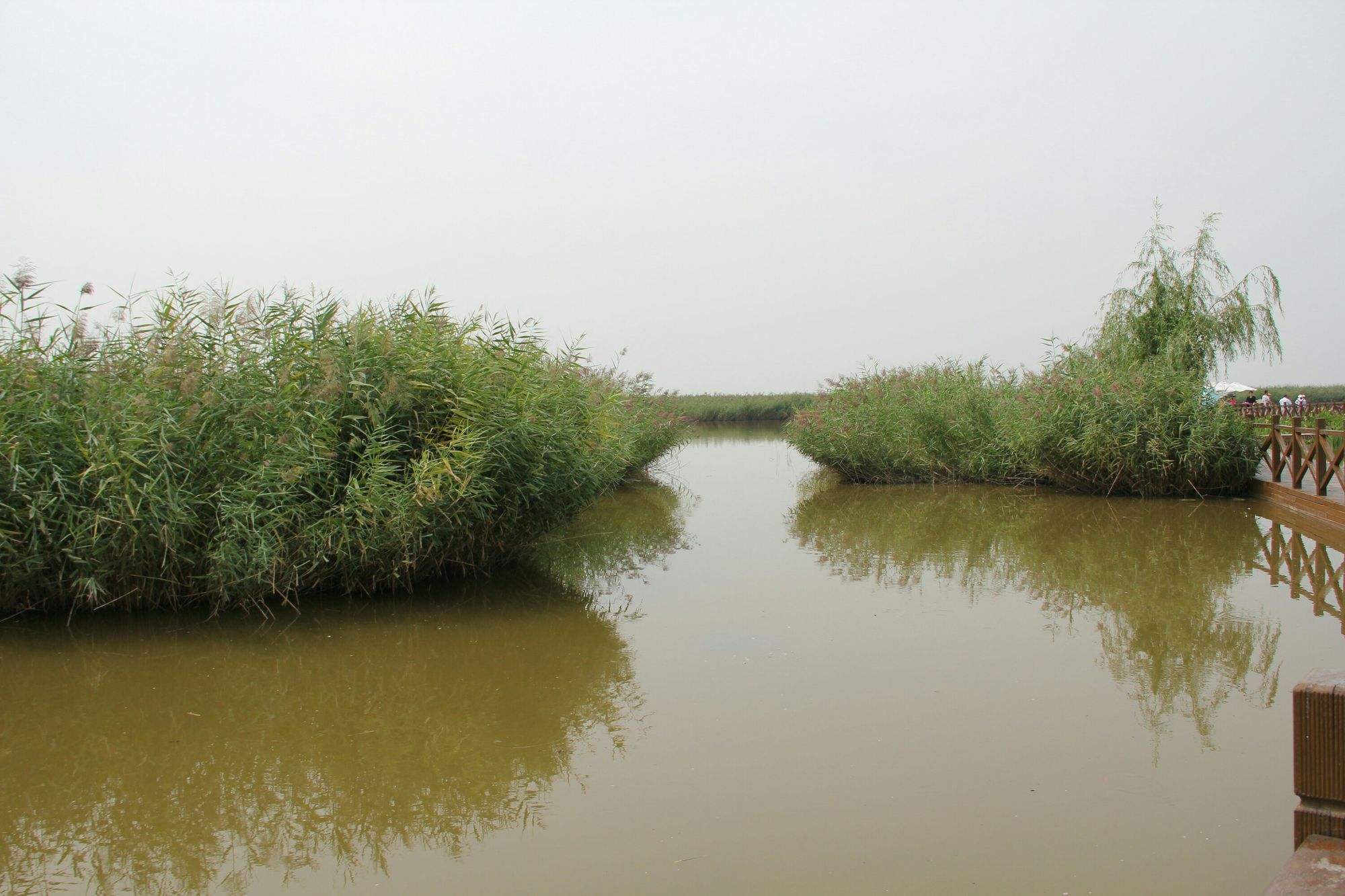 七里海湿地(七里海湿地面积)