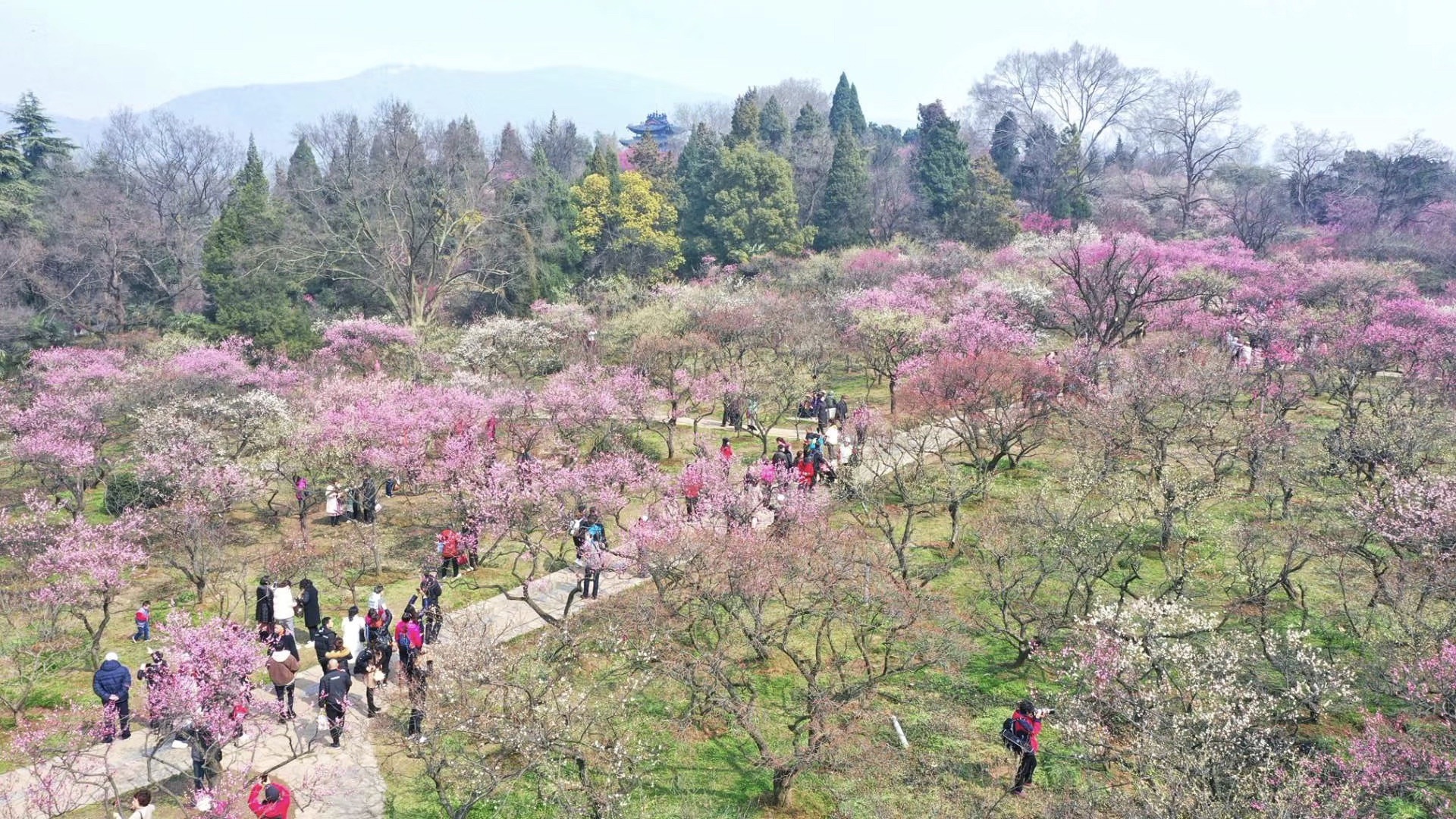 梅花山门票(梅花山门票要预约吗)