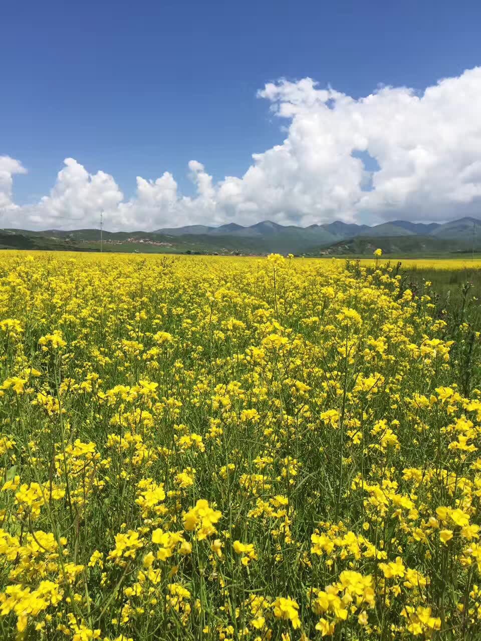 红原旅游(红原旅游攻略)