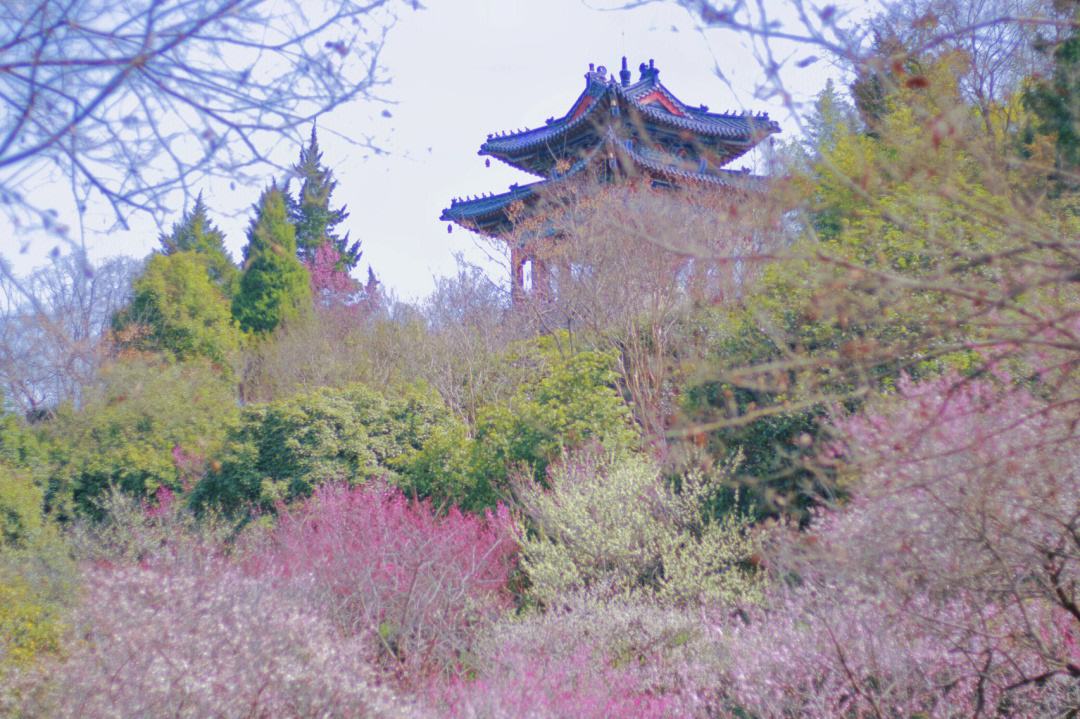 南京梅花山门票(南京梅花山门票免费开放)