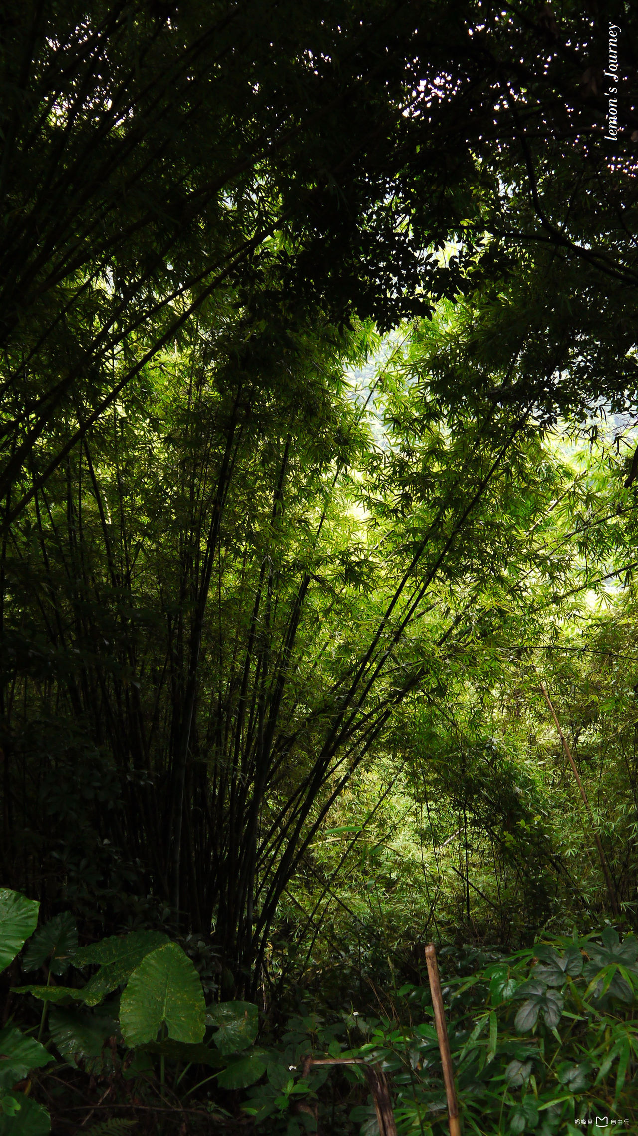 河源梧桐山(河源梧桐山海拔)