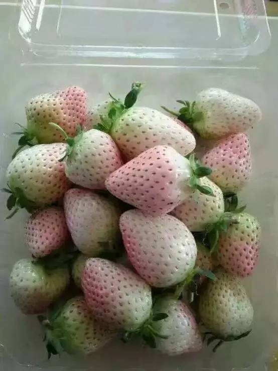 刘草莓(刘草莓是什么电视剧)