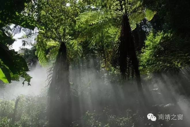 乐土雨林(乐土亚热带雨林)