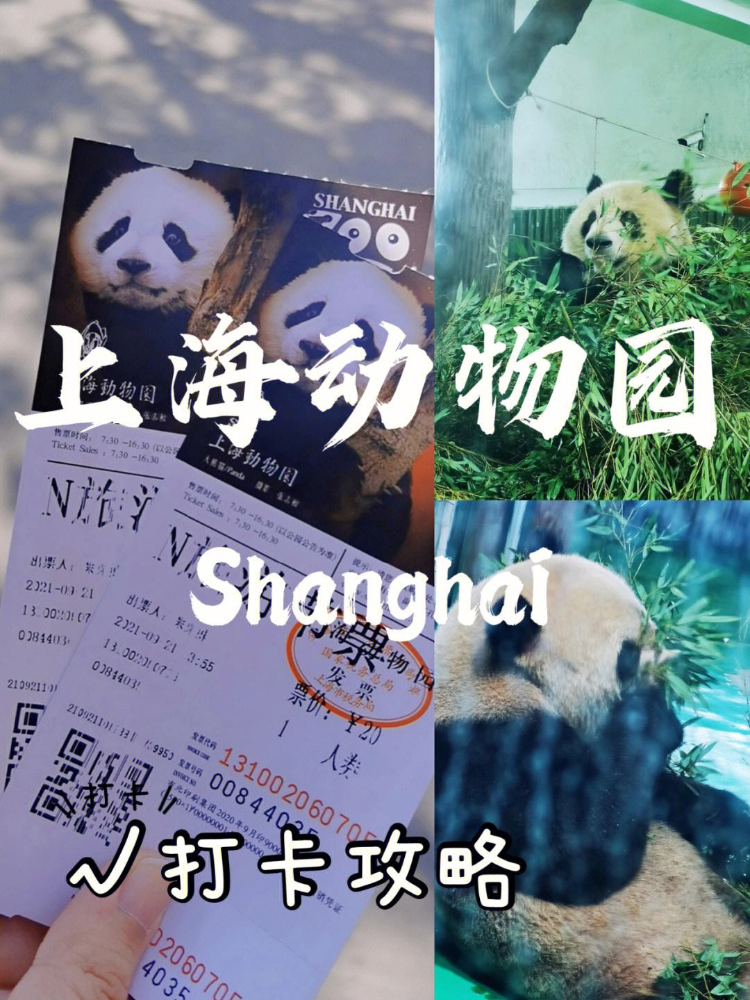 上海动物园门票价格(上海动物园门票多少一张)