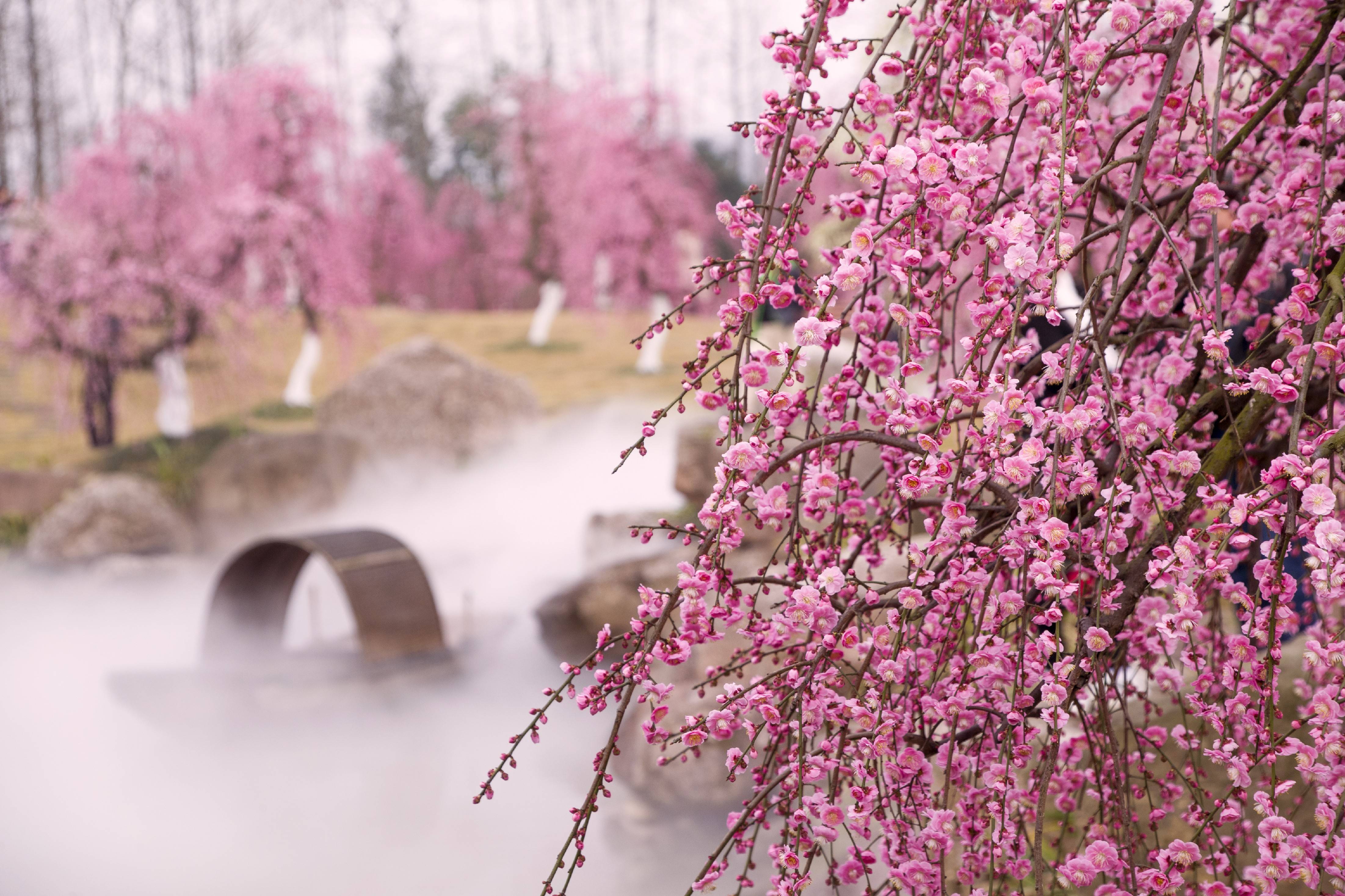 问花村(问花村广场舞)