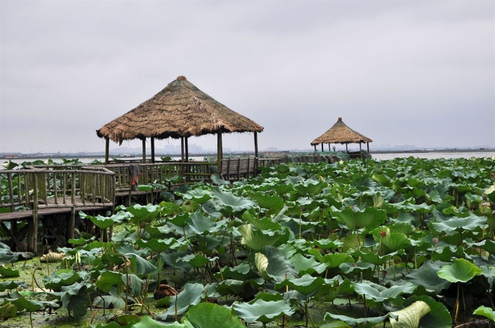 阳澄湖莲花岛(阳澄湖莲花岛门票多少钱)