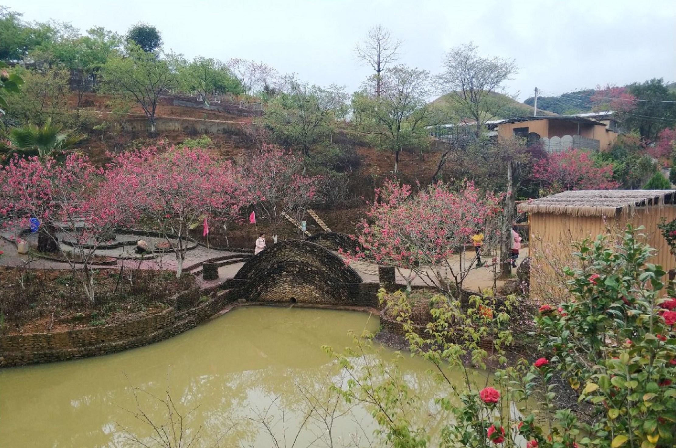 韶关樱花峪(韶关樱花峪游玩攻略)