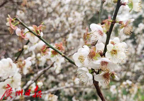 白云梅花谷(广州白云梅花园)