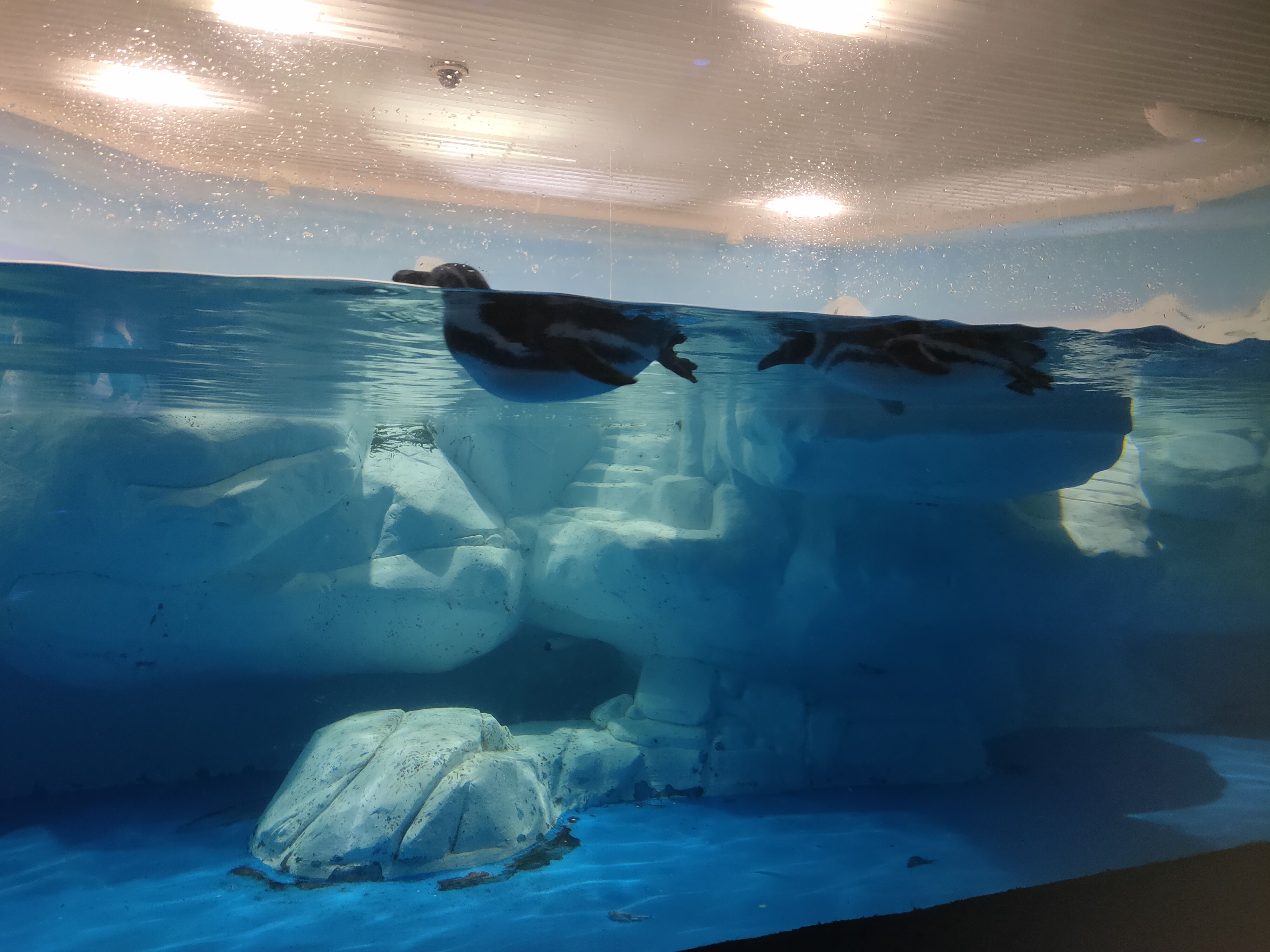 陆家嘴海洋水族馆(陆家嘴海洋水族馆地址)