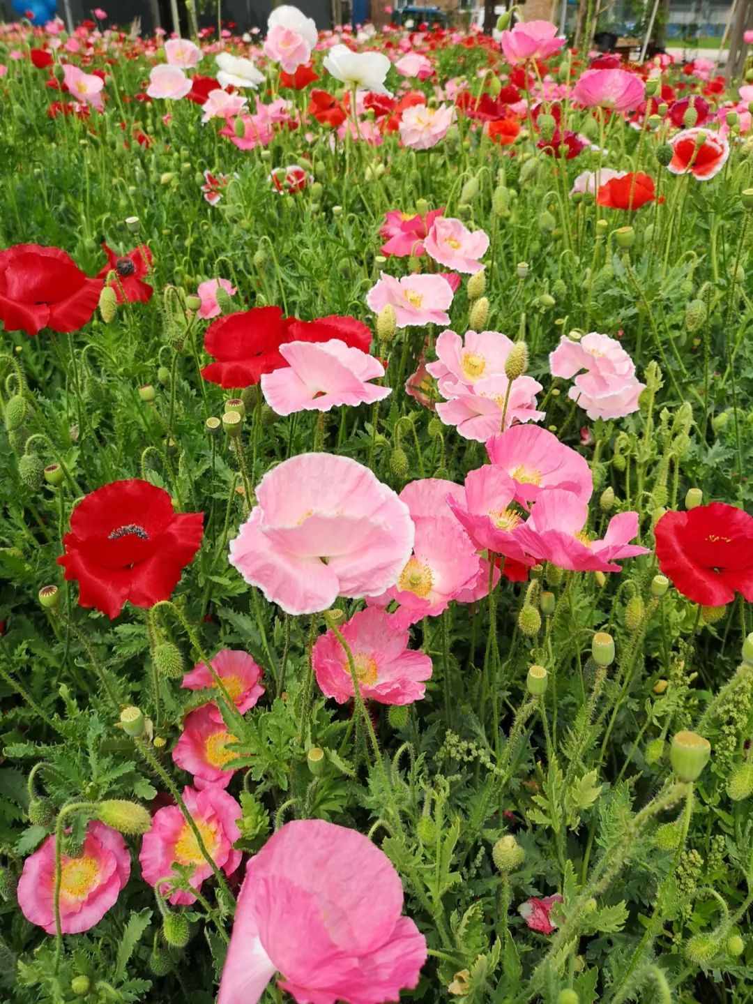 花仙子万花园(北京花仙子万花园)