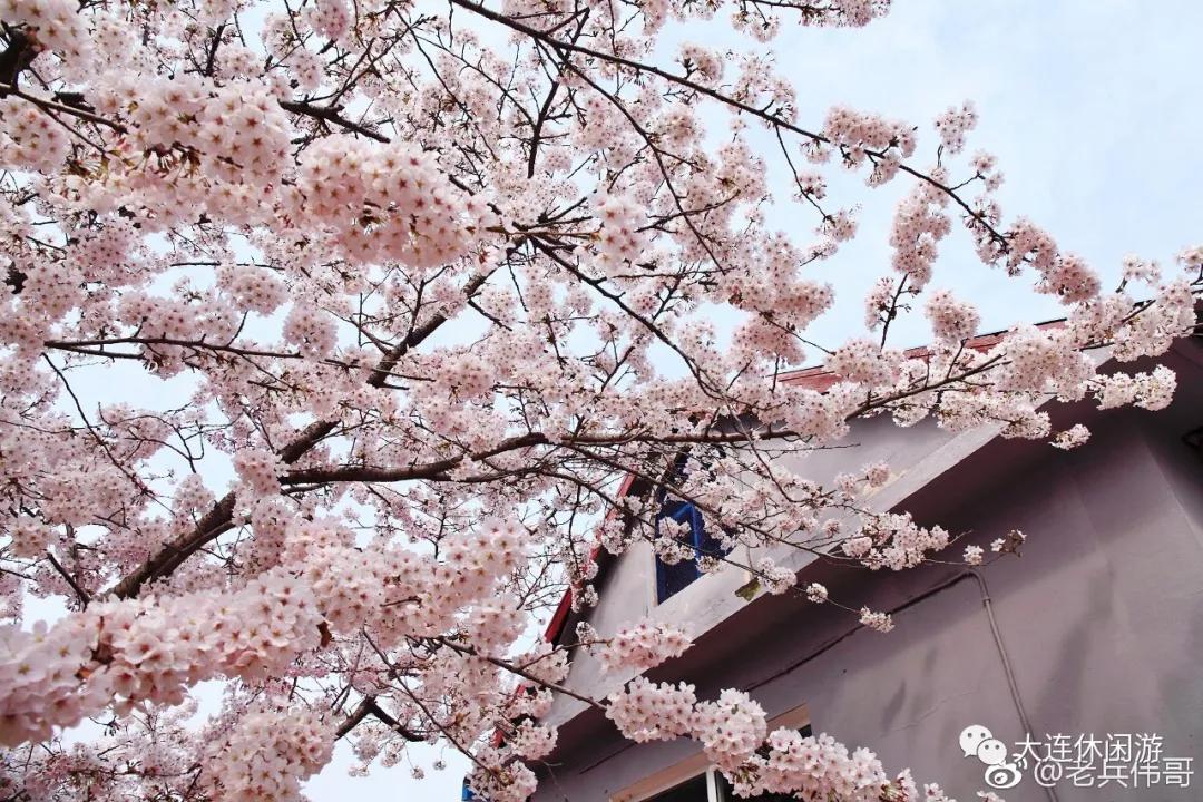 旅顺樱花(旅顺樱花最佳观赏时间)