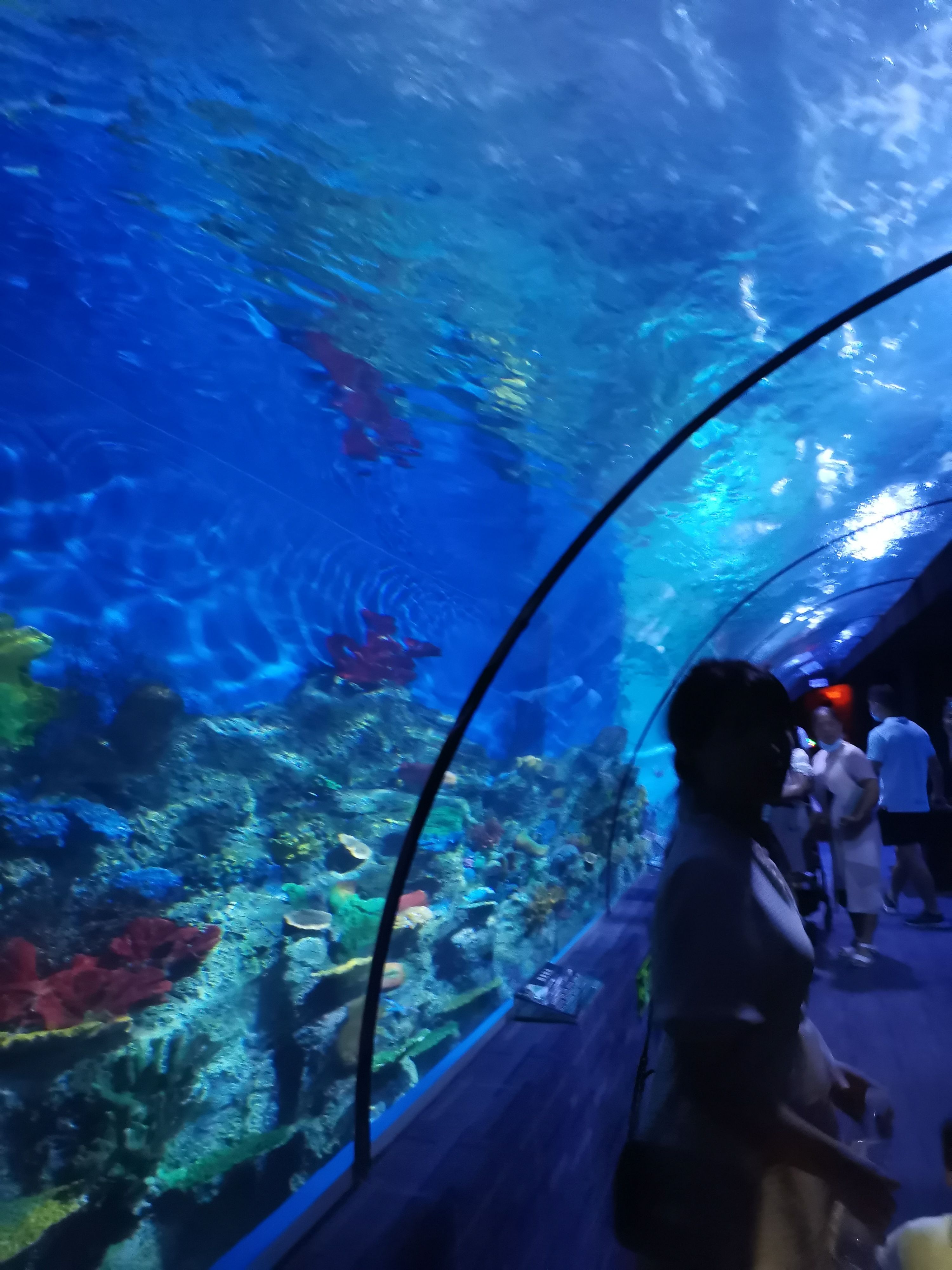 北京海底世界门票(北京海底世界门票价格)