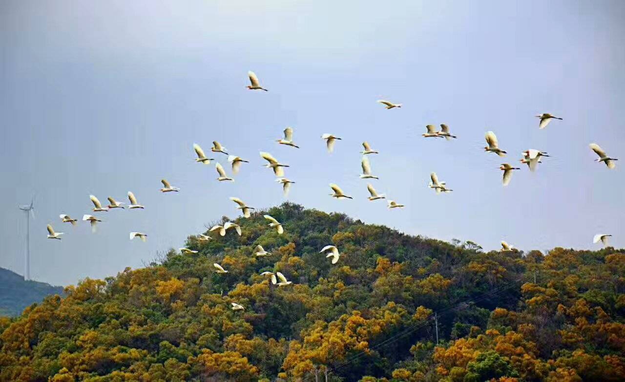 南澳黄花山国家森林公园(南澳黄花山国家森林公园时间)